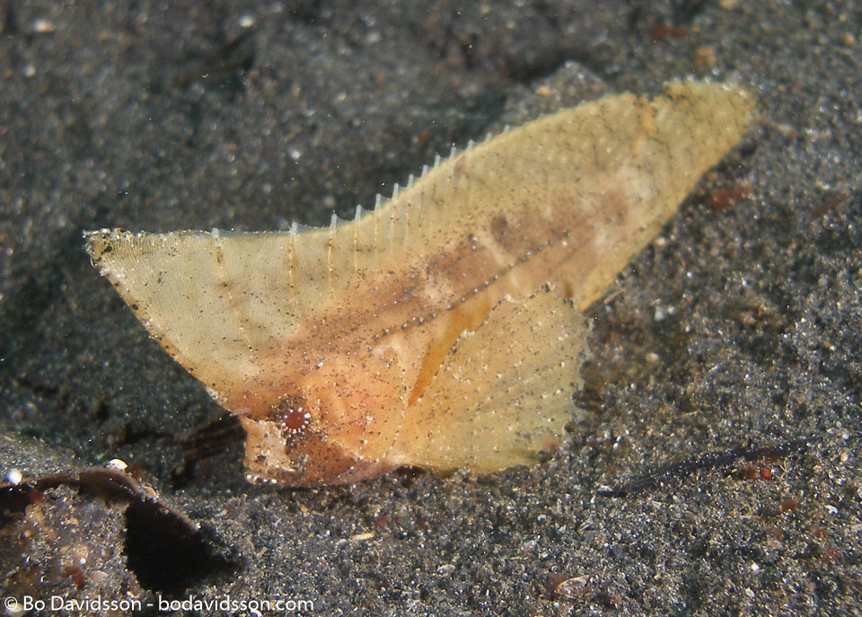 BD-080331-Lembeh-3312512-Taenianotus-triacanthus.-Lacepède.-1802-[Leaf-scorpionfish].jpg